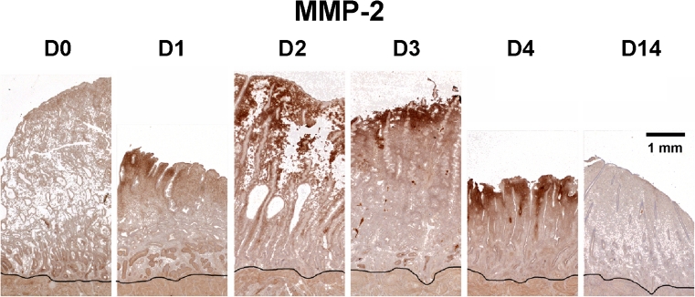 Fig. 6