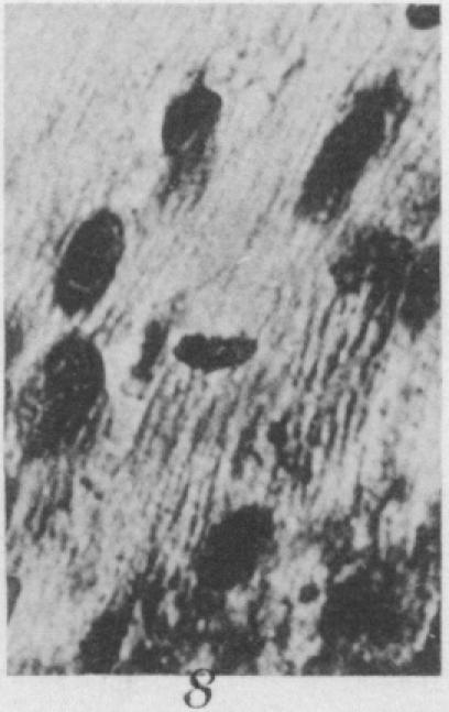 Fig. 8