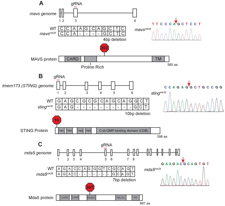 Figure 4—figure supplement 1.