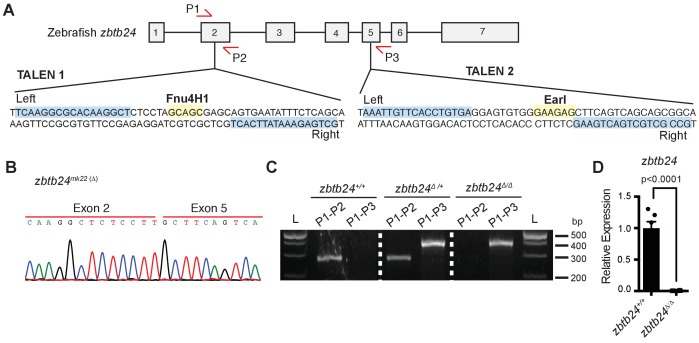 Figure 1—figure supplement 2.