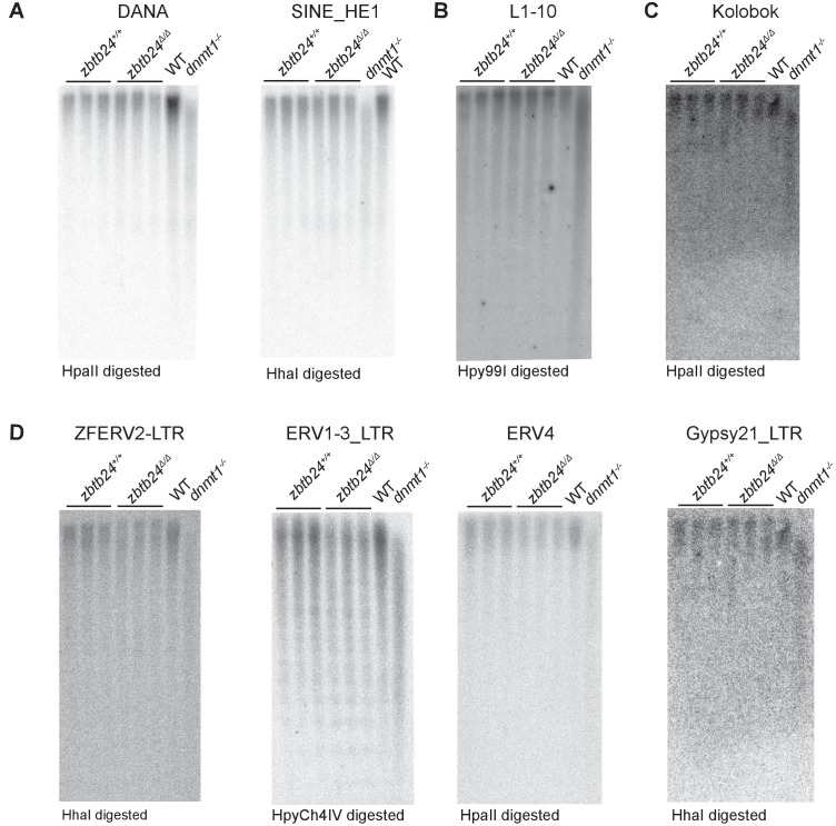 Figure 2—figure supplement 5.