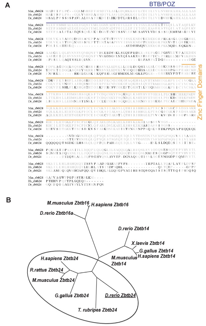 Figure 1—figure supplement 1.