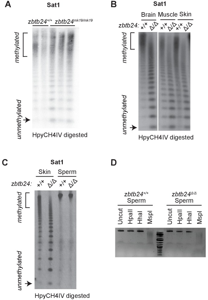 Figure 2—figure supplement 1.