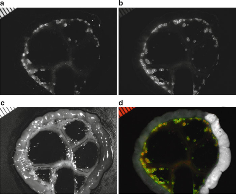 Fig. 1.