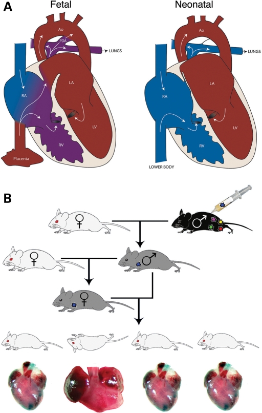 Figure 1.