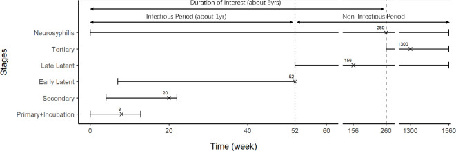 Time frame of syphilis stages after infection