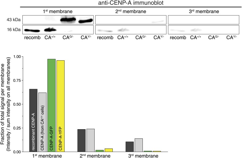 Figure 2—figure supplement 3.