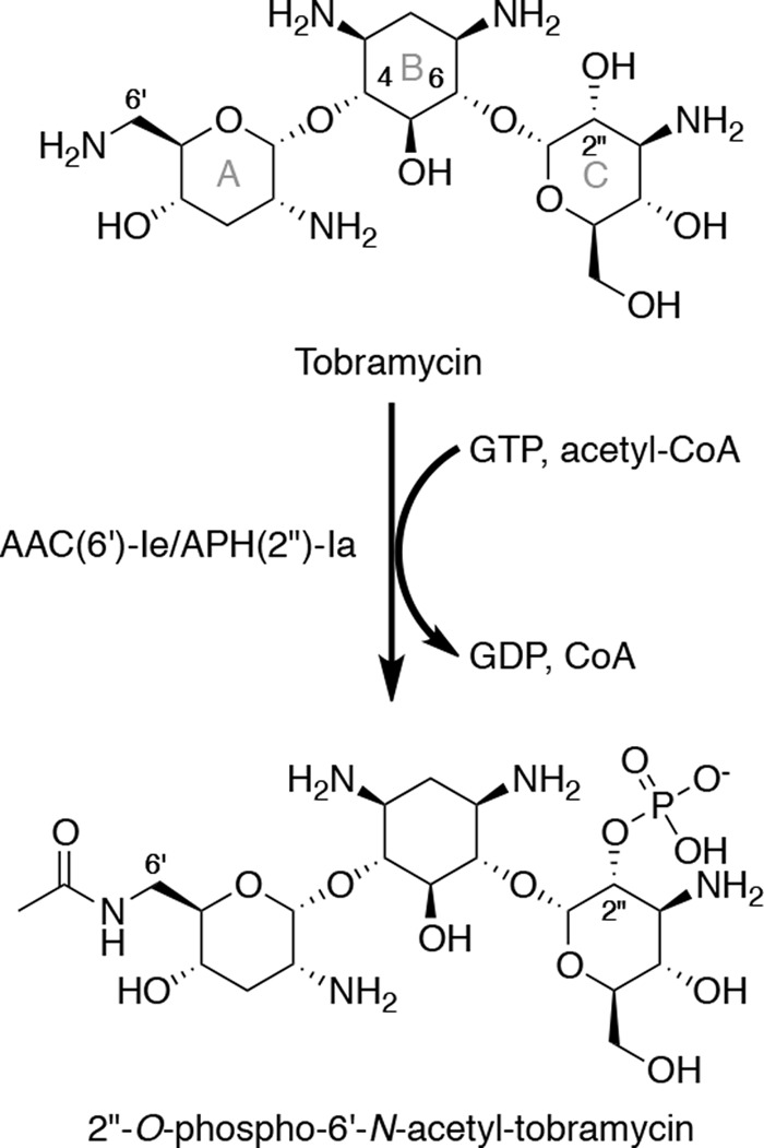 FIGURE 2.