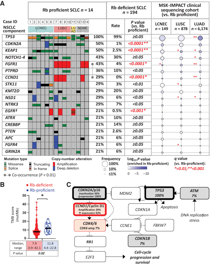 Figure 4. Genomic profile of Rb-proficient SCLC. A, OncoPrint depicting the most prevalent recurrent genomic alterations in Rb-proficient SCLC. Tumors were grouped by NSCLC components in combined carcinomas. Alteration rates in Rb-proficient SCLC were compared with those in Rb-deficient SCLC. In addition, gene alteration prevalence in other major lung cancer types (LCNEC, LUSC, and LADC) are represented using the bubble plot based on the prospective MSK-IMPACT clinical sequencing cohort as registered in cBioPortal (accessed January 2022). All comparisons versus Rb proficient SCLC. †, Shown are amplifications and canonical driver alterations. For EGFR, group comparison results are based on amplification events only. B, Cell-cycle pathway by PathwayMapper (cBioPortal) showing a high rate of alterations converging on activation of CDK4/6.