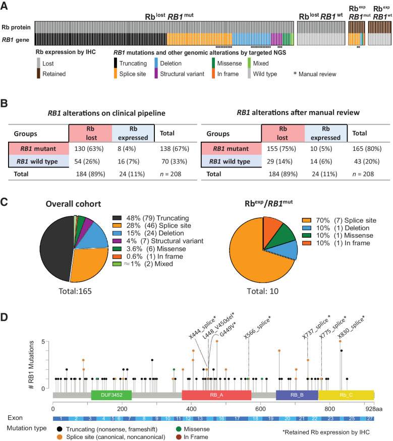 Figure 1. The spectrum of RB1 genomic alterations and Rb protein expression profiles in SCLC. A, Grouping of SCLC (n = 208) according to Rb immunoexpression and the presence of RB1 genomic alterations. *, detected by manual review only. mut, mutated; wt, wild type; exp, expressed. B, Contingency table summarizing the total rates of subgroups based on RB1 mutations and Rb expression for alterations detected by routine clinical pipeline (left) and full set of alterations after manual review (right). C, Pie charts with the distribution of RB1 mutation types detected in the entire cohort (left) and those associated with Rb expression (right). D, Genomic mapping of selected RB1 mutations (nonsense, frameshift, splicing, missense, and in-frame variants). *, associated with Rb expression.