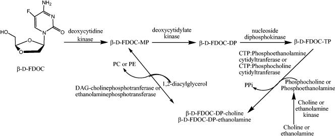 FIG. 5.