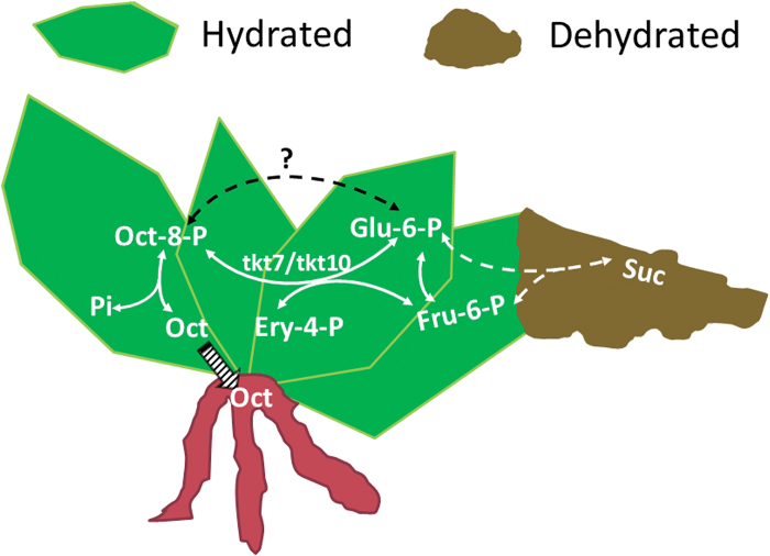 Fig. 6.