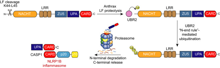 FIGURE 2