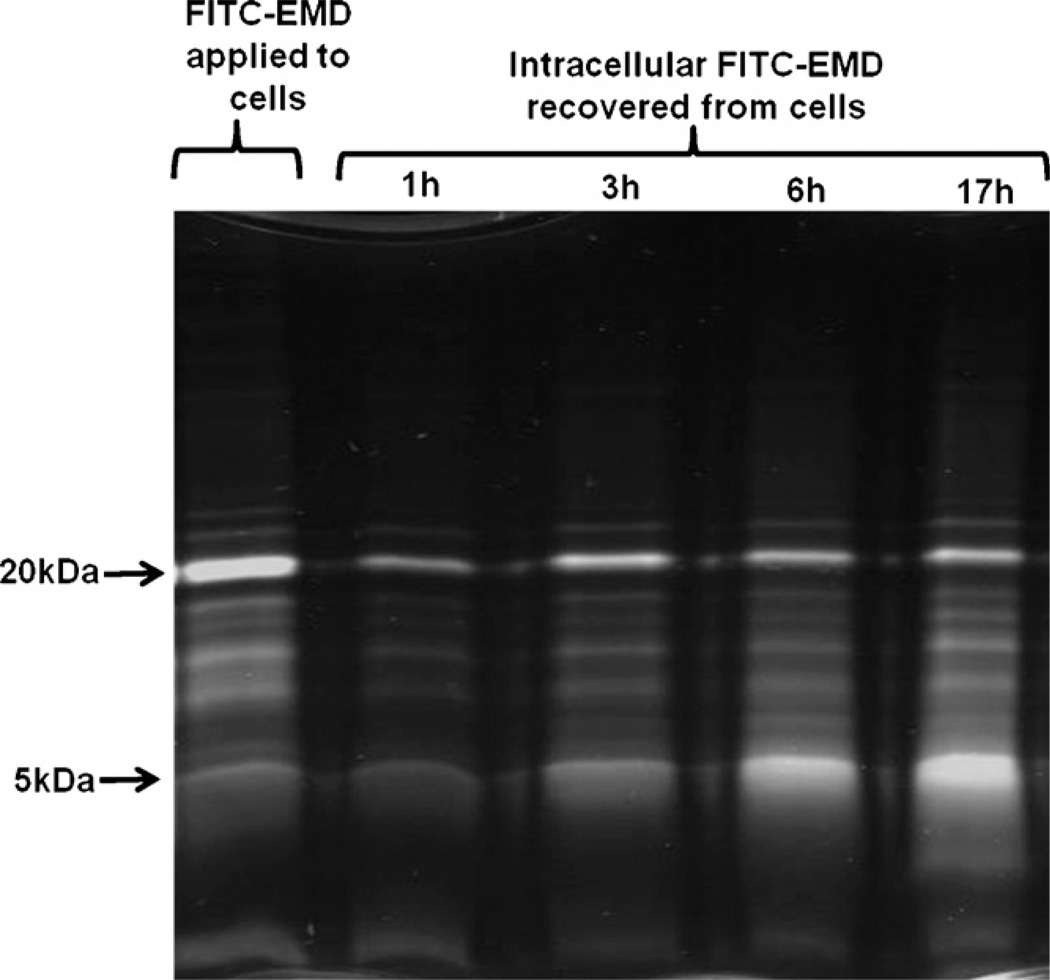 Fig. 3