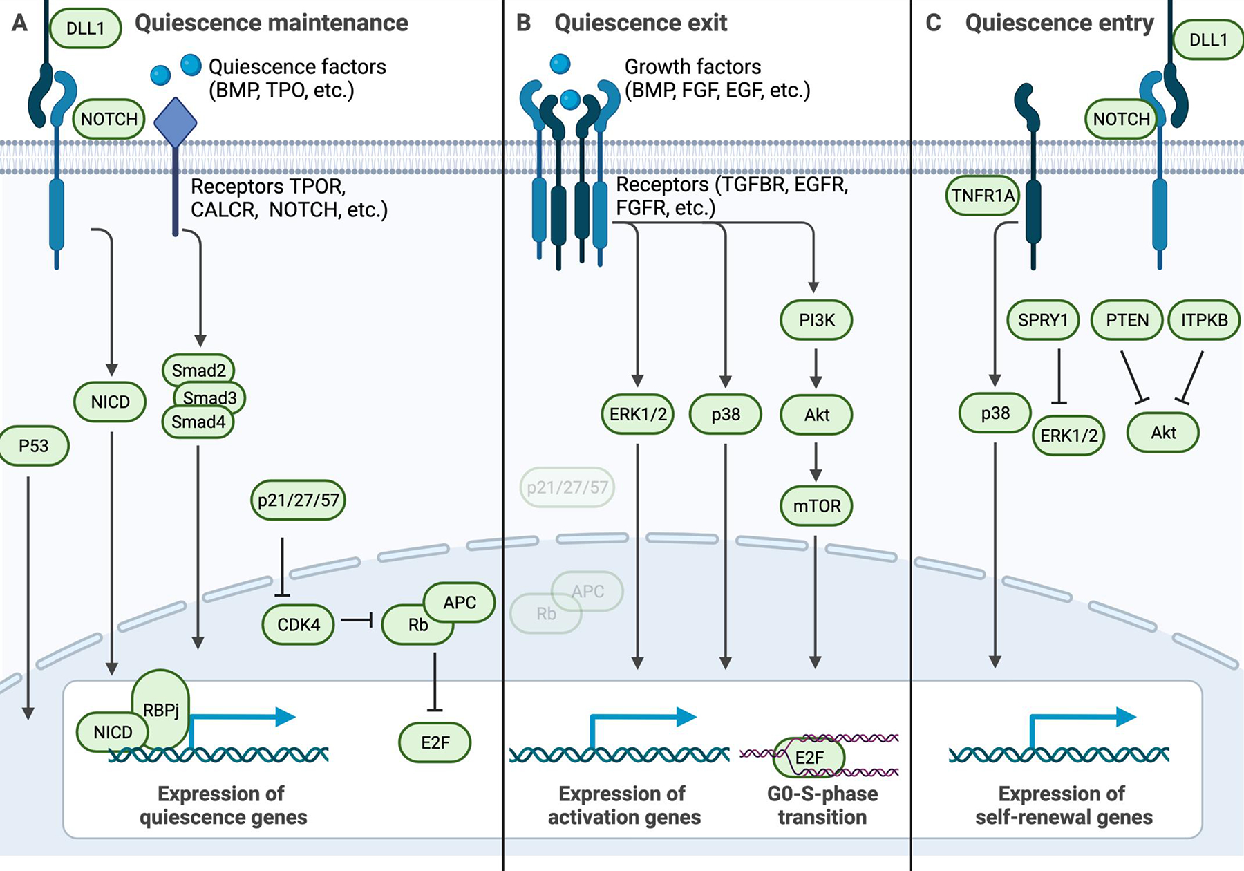 Figure 2: