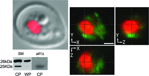 FIG. 3.