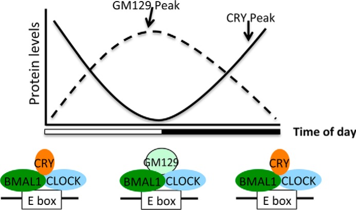 FIGURE 7.