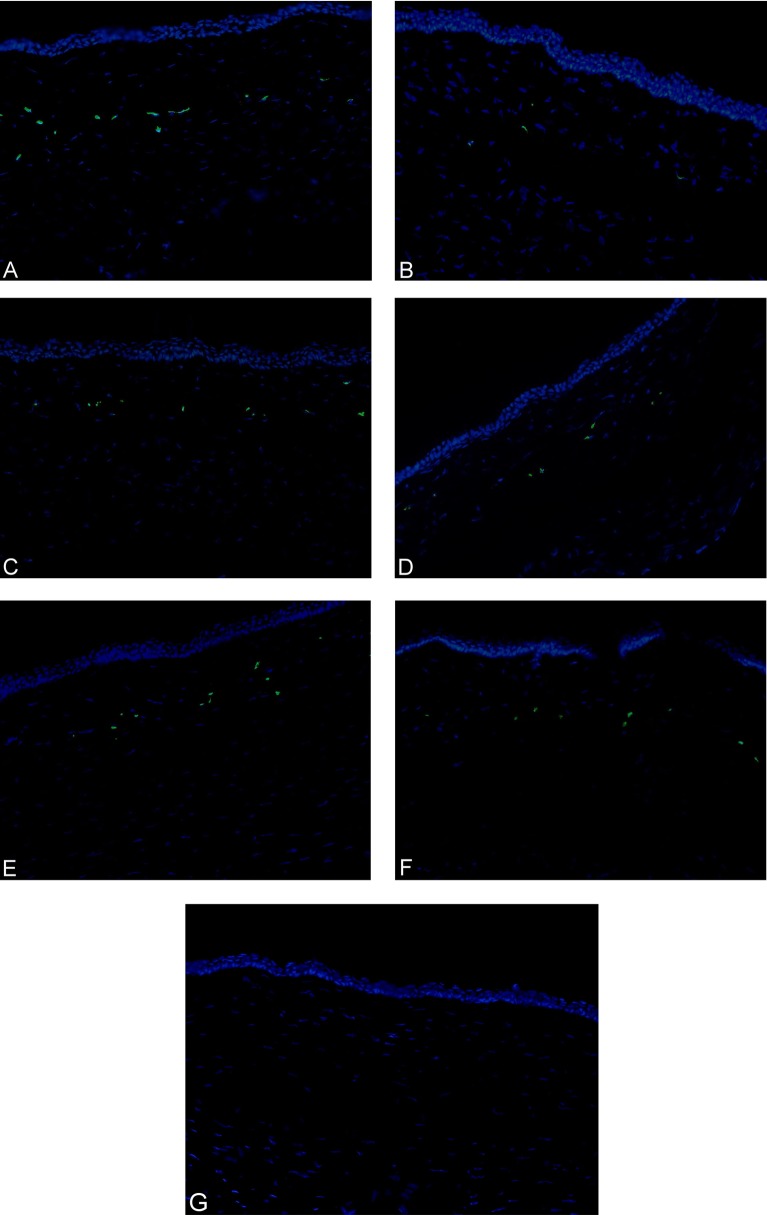 Figure 5