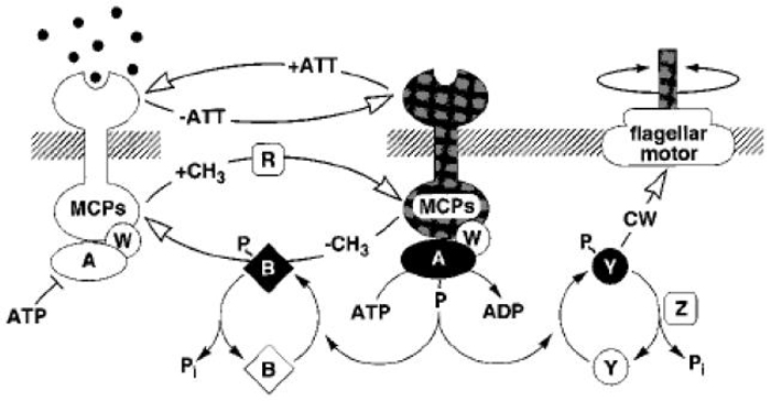 Fig. 2.1