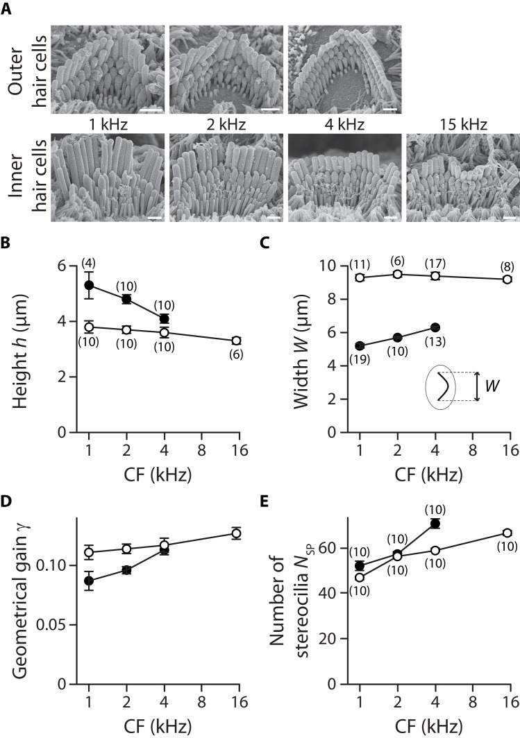 Figure 3—figure supplement 2.