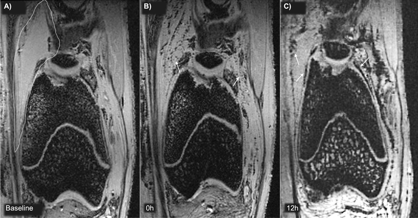 Fig. 5