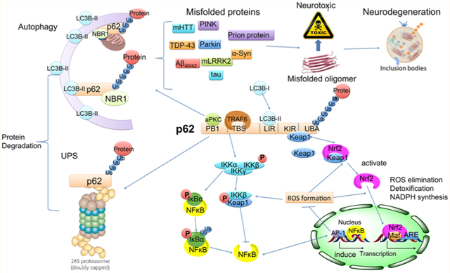 graphic file with name nihms-1036740-f0007.jpg