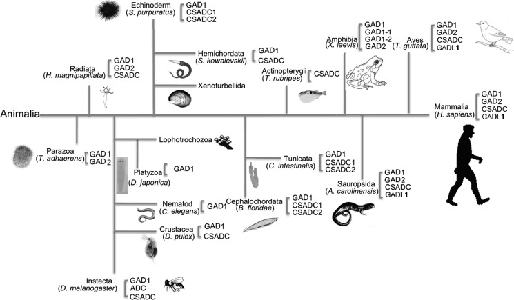 FIGURE 1.