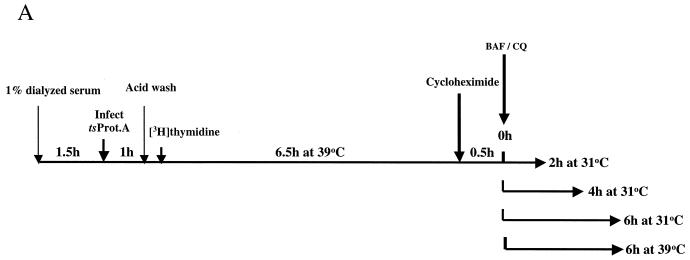 FIG. 7