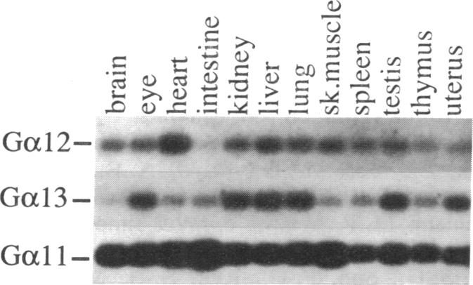 graphic file with name pnas01063-0116-a.jpg