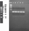 FIG. 1.