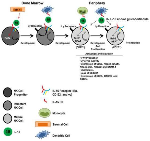 graphic file with name nihms-381100-f0001.jpg