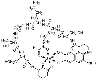 FIG. 1.