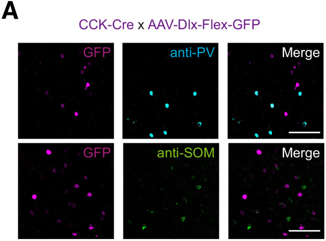 Figure 1—figure supplement 1.