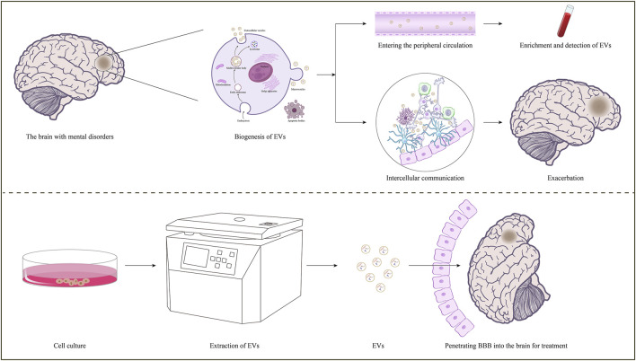 graphic file with name FPHAR_fphar-2025-1591469_wc_abs.jpg