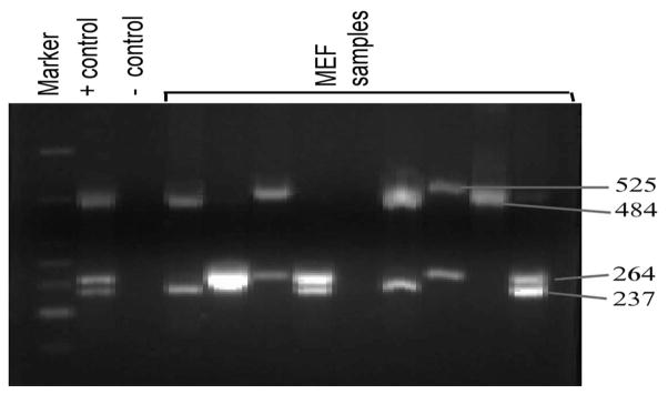 FIGURE 1