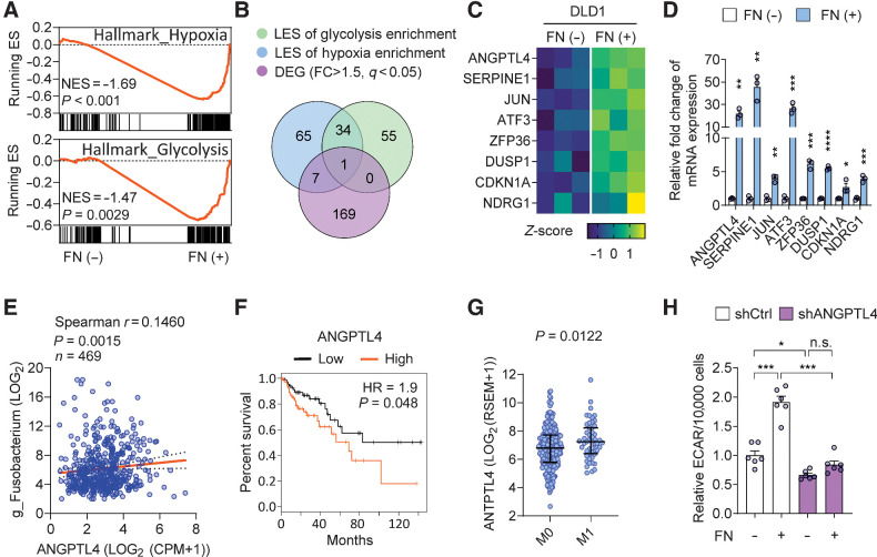 Figure 2. F. nucleatum promotes glycolysis via inducing ANGPTL4 expression in colorectal cancer cells. A, GSEA of RNA-seq data compared the transcriptome of DLD1 cultured with or without F. nucleatum (FN). ES, enrichment score; NES, net enrichment score. n = 3 samples. B, Selection of the DEGs between FN (−) and FN (+) groups that were also related to the enrichment of gene sets of Hallmark_Hypoxia and/or Hallmark_Glycolysis. Numbers of overlapped genes are indicated. FC, fold change; q, adjusted P value. C, Heatmap for DEGs selected in B. n = 3 samples. D, qPCR analysis of the selected DEGs in DLD1 cultured with or without F. nucleatum. n = 3 samples. E, Spearman correlation between the abundance of Fusobacterium genus (g_Fusobacterium) and expression level of ANGPTL4 in primary tumor tissues (n = 469) of TCGA-COAD patients. Data were acquired from TCGA database and Poore and colleague's study (21). The orange line represents the best-fit linear regression, and the dotted line represents the 95% confidence intervals. F, Overall survival plots of patients with high (n = 68) and low (n = 68) ANGPTL4 expression levels (quartile group cutoff) analyzed in the GEPIA database. Log-rank test. HR, hazard ratio. G, Expression level of ANGPTL4 in primary tumor tissues of TCGA-COAD patients with (M1, n = 255) or without (M0, n = 51) metastasis. H, Relative ECAR of DLD1 cultured with or without F. nucleatum. Cells were transfected with lentivirus-delivered nontarget shRNA control (shCtrl) or ANGPTL4-target shRNA (shANGPTL4). n = 6 samples. The data in D and H are presented as mean ± SEM, and the data in G are presented as median with interquartile range. Each circle represents an individual sample in D, E, G, and H. Samples were collected from three independent experiments in D and H (n.s., nonsignificant, P < 0.05; *, P < 0.01; **, P < 0.01; ***, P < 0.001; ****, P < 0.0001 by Wilcoxon rank-sum test or Welch ANOVA test for single or grouped analyses, respectively).