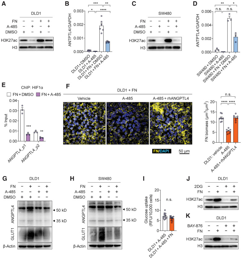 Figure 6. F. nucleatum–induced ANGPTL4 expression is dependent on H3K27ac. A–D, Overall H3K27ac level (A and C) and ANGPTL4 mRNA (B and D) quantification in DLD1 (A and B) or SW480 (C and D) cultured with or without F. nucleatum (FN), treated with DMSO vehicle or A-485 (1 μmol/L; n = 6 samples in B and n = 3 samples in D). E, ChIP-qPCR analysis of the level of HIF1α binding within the promoter region of ANGPTL4 in DLD1 cocultured with F. nucleatum and treated with DMSO vehicle or A-485 (1 μmol/L). Nonspecific DNA immunoprecipitation in isotype IgG control was not detectable (qPCR CT value >45) in all samples (n = 3 samples). F, Representative images and quantification of FISH-stained F. nucleatum in coculture with DLD1, under the treatment of DMSO vehicle, A-485 (1 μmol/L), or A-485 (1 μmol/L) + rhANGPTL4 (5 μg/mL). Human cell nuclei were stained with DAPI (n = 8 samples). G and H, Western blot analysis of ANGPTL4 and GLUT1 in DLD1 (G) or SW480 (H) cultured with or without F. nucleatum, treated with DMSO vehicle or A-485 (1 μmol/L). The bands of ANGPTL4 at the top were observed at 35 and 50 kDa according to the manufacturer's instruction. I, The effect of A-485 (1 μmol/L) treatment on glucose uptake of DLD1 cultured with or without F. nucleatum determined by 2-NBDG fluorescent signals. n = 12 samples. J and K, Western blot analysis of H3K27ac level in DLD1 cultured with or without F. nucleatum, treated with 2DG (10 mmol/L, PBS as vehicle; J) or BAY-876 (2 μmol/L, DMSO as vehicle; K). The data are presented as mean ± SEM. Each circle represents an individual sample. Samples were collected from three independent experiments in B, D–F, and I. For Western blots in A, C, G, H, J, and K, two independent experiments were performed with similar results (n.s., nonsignificant, P < 0.05; *, P < 0.05; **, P < 0.01; ***, P < 0.001; ****, P < 0.0001 by Wilcoxon rank-sum test or Welch ANOVA test for single or grouped analyses, respectively).