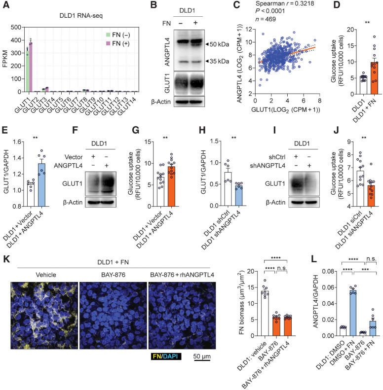 Figure 4. ANGPTL4 facilitates F. nucleatum colonization by enhancing glucose uptake. A, mRNA levels of genes encoding glucose transporter (GLUT) 1–14 revealed by the RNA-seq data (n = 3 samples). FN, F. nucleatum. B, Western blot analysis of ANGPTL4 and GLUT1 in DLD1 cultured with or without F. nucleatum. The bands of ANGPTL4 in the top panel were observed at 35 and 50 kDa according to the manufacturer's instruction. C, Spearman correlation between expression levels of ANGPTL4 and GLUT1 in the primary tumor tissues (n = 469). Data were derived from TCGA-COAD cohort. The orange line represents the best-fit linear regression, and the dotted line represents the 95% confidence intervals. D, Glucose uptake of DLD1 cultured with or without F. nucleatum determined by 2-NBDG fluorescent signals. n = 12 samples. E–G, The impact of ANGPTL4 overexpression on GLUT1 mRNA level (E; n = 6 samples), protein level (F), and glucose uptake (G; n = 12 samples) of DLD1. H–J, The impact of ANGPTL4 knockdown on GLUT1 mRNA level (H; n = 6 samples), protein level (I), and glucose uptake (J; n = 12 samples) of DLD1. K, Representative images and quantification of FISH-stained F. nucleatum in coculture with DLD1, under the treatment of DMSO vehicle, BAY-876 (2 μmol/L), or BAY-876 (2 μmol/L) + rhANGPTL4 (5 μg/mL). Human cell nuclei were stained with DAPI (n = 8 samples). L, qPCR measurement of ANGPTL4 mRNA level in DLD1 cultured with or without F. nucleatum, treated with or without BAY-876 (2 μmol/L; n = 6 samples). The data are presented as mean ± SEM. Each circle represents an individual sample. Samples were collected from three independent experiments in D, E, G, H, and J–L. For Western blots in B, F, and I, two independent experiments were performed with similar results (n.s., nonsignificant, P < 0.05; **, P < 0.01; ***, P < 0.001; ****, P < 0.0001 by Wilcoxon rank-sum test or Welch ANOVA test for single or grouped analyses, respectively).