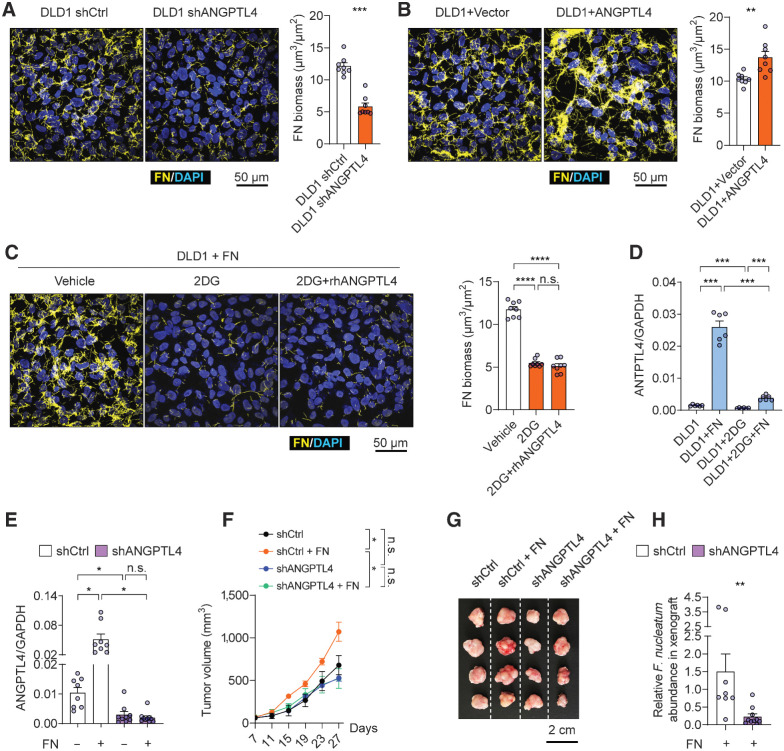 Figure 3. The colonization of F. nucleatum in colorectal cancer cells depends on ANGPTL4. A–C, Representative images and quantification of F. nucleatum (FN) stained with FISH in coculture with DLD1. The impact of ANGPTL4 knockdown (A), ANGPTL4 overexpression (B), or treatment with 2DG (10 mmol/L)/rhANGPTL4 (5 μg/mL; C) on F. nucleatum colonization in cocultures was evaluated. n = 8 samples. D, qPCR measurement of ANGPTL4 mRNA level in DLD1 cultured with or without F. nucleatum, treated with or without 2DG (10 mmol/L; n = 6 samples). E, ANGPTL4 expression level in xenograft tumors under different conditions. Mice were treated with AAV-delivered shRNA for nontarget control (shCtrl) or ANGPTL4 knockdown (shANGPTL4), and with or without F. nucleatum. n = 8 for shCtrl and shCtrl + FN group; n = 9 for shANGPTL4 group; and n = 10 for shANGPTL4 + FN group. F, Xenograft tumor volume under different conditions. G, Representative images of tumors under different conditions. H, Relative F. nucleatum abundance in xenograft tumors quantified with qPCR. The data are presented as mean ± SEM. Each circle represents an individual sample. Samples were collected from three independent experiments in A–D and from two independent experiments in E–H (n.s., nonsignificant, P < 0.05; *, P < 0.05; **, P < 0.01; ***, P < 0.001; ****, P < 0.0001 by Wilcoxon rank-sum test or Welch ANOVA test for single or grouped analyses, respectively).