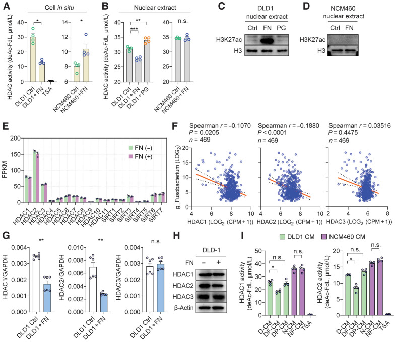 Figure 7. HDAC activity is suppressed in colorectal cancer cells cocultured with F. nucleatum. A, In situ HDAC activity measured in DLD1 or NCM460 cultured with or without F. nucleatum (FN); 1 μmol/L TSA was used as a positive control for HDAC activity inhibition. deAc-FdL, deacetylated FLUOR DE LYS substrate (n = 4 samples). B–D, Nuclear protein was extracted from DLD1 or NCM460 cultured with or without F. nucleatum or P. gingivalis (PG). HDAC activity (B; n = 4 samples) or H3K27ac level (C and D) was quantified, respectively. E, mRNA levels of genes encoding HDAC1–11 and SIRT1–7 revealed by the RNA-seq data (n = 3 samples). F, Spearman correlation between the abundance of Fusobacterium genus (g_Fusobacterium) and the expression level of HDAC1–3 in the primary tumor tissues from TCGA-COAD patients (n = 469). The orange line represents the best-fit linear regression, and the dotted line represents the 95% confidence intervals. G and H, HDAC1–3 mRNA (G; n = 6 samples) and protein (H) levels quantified in DLD1 cultured with or without F. nucleatum. I, The deacetylation activity of recombinant human HDAC1 or HDAC2 (2 μg per assay well) treated with indicated conditioned medium (CM); 1 μmol/L TSA was used as a positive control for HDAC activity inhibition (n = 4 samples). D-CM, CM from DLD1; DF-CM, CM from DLD1 infected with F. nucleatum; DP-CM, CM from DLD1 infected with P. gingivalis; N-CM, CM from NCM460; NF-CM, CM from NCM460 infected with F. nucleatum. The data are presented as mean ± SEM. Each circle represents an individual sample. Samples were collected from two independent experiments in A, B, and I, and from three independent experiments in G. For Western blot in C, D, and H, two independent experiments were performed with similar results (n.s., nonsignificant, P < 0.05; *, P < 0.05; **, P < 0.01; ***, P < 0.001 by Wilcoxon rank-sum test or Welch ANOVA test for single or grouped analyses, respectively).