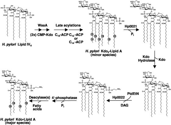 FIG. 1.