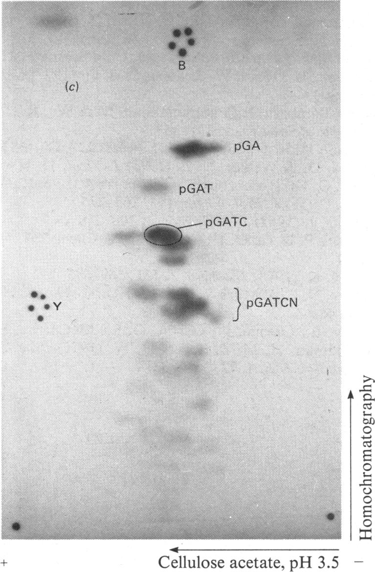 Fig. 13(c)