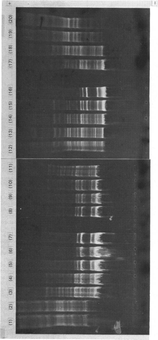 Fig. 11.