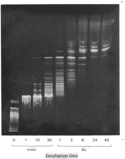 Fig. 12.