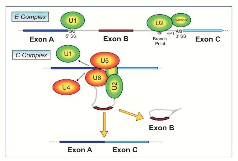 Fig. (1)