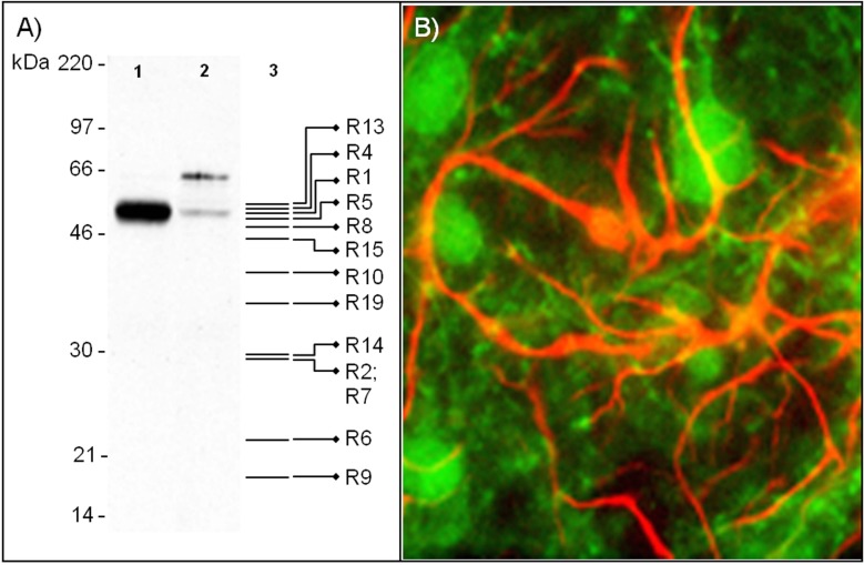 Fig. (8)