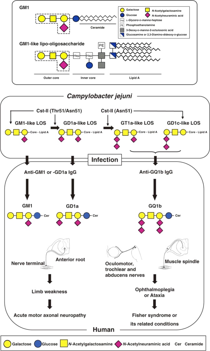 FIGURE 27.