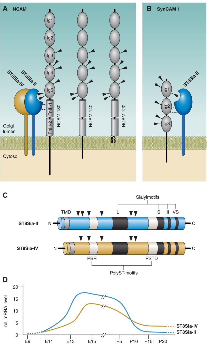 FIGURE 15.