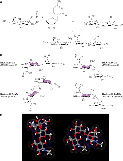 FIGURE 5.