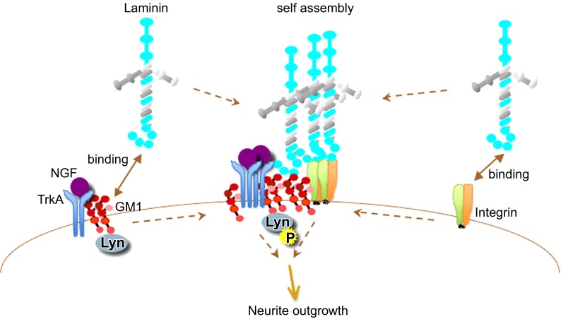 FIGURE 20.